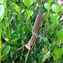 Praying Mantis