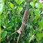 Praying Mantis