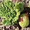 rhubarb