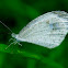Psyche butterfly