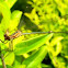 Senegal golden dartlet