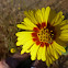 Common Madia