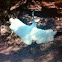 Whooping crane