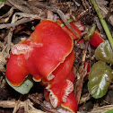 Fungi