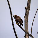 Common Buzzard