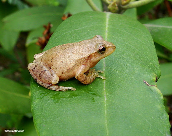 Spotting Image 1