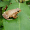 Spring Peeper