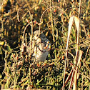 Savannah Sparrow