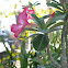 Desert Rose