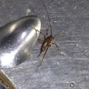 Cricket
