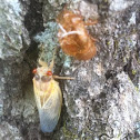 cicada 