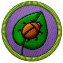 Bug Lover