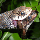 Buff Striped Keelback - eating a frog