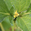 Cinderella weed, nodeweed