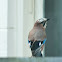 Eurasian Jay