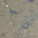 Eel