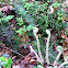 Fiddlehead Fern