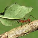 Leafcutter ant