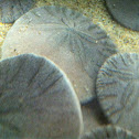 Sand dollar