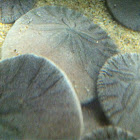 Sand dollar