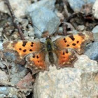 Eastern Comma