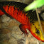 Rose-sided Galliwasp  