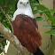 Brahminy Kite