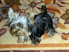  Urgente Vendo Yorkshire Terrier