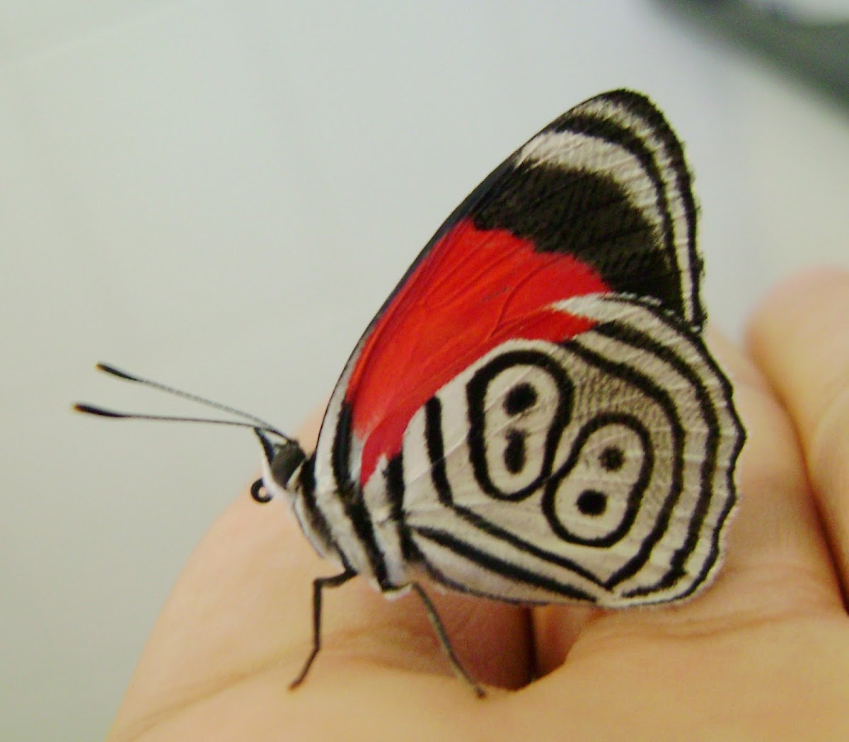 88 Butterfly