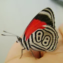 88 Butterfly