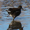 Moorhen; Pollo de Agua