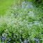 Jacinto de los bosques. Common Bluebell