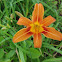 Tawny Daylily