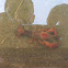 European Crayfish