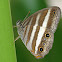 Two-banded Satyr