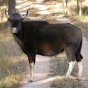 Gaur