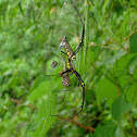 spider