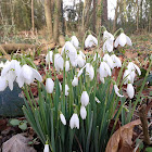 Snowdrop