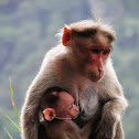 Bonnet macaque