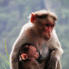 Bonnet macaque