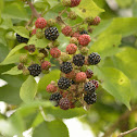 Blackberry