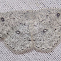 Sweetfern Geometer