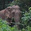 Indian Elephant