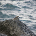 Ruddy Turnstone