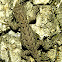 Eastern Fence Lizard 