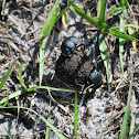 Dung Beetles