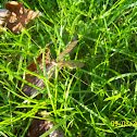 Crane fly