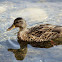 Mallard (Female)