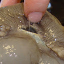 moon snail