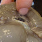 moon snail